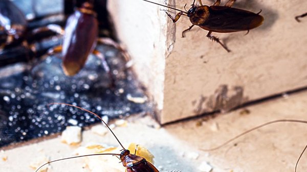D'où viennent les cafards dans une maison ?